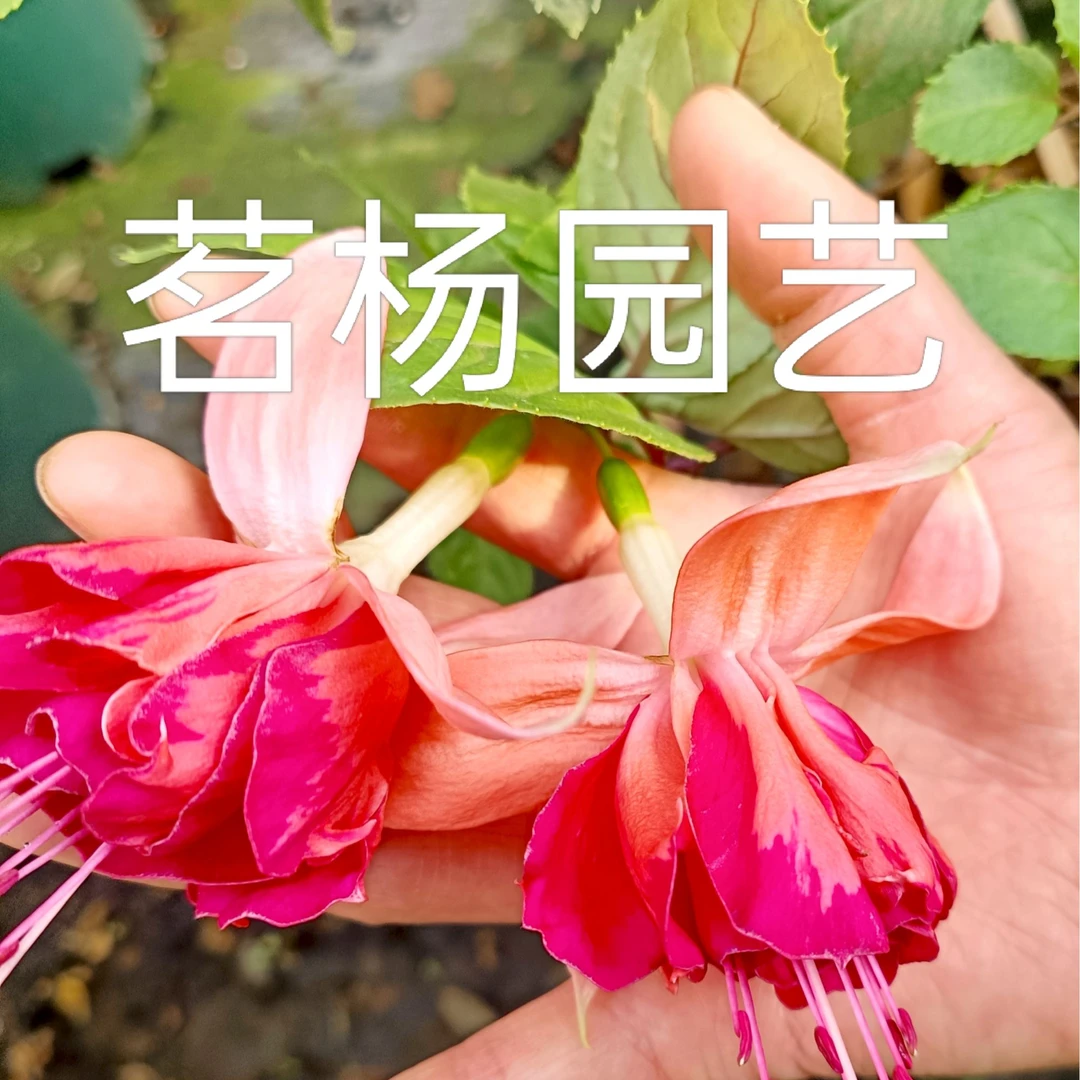 (橙衣裙)重瓣大花型灯笼花棒棒糖四季花卉盆栽