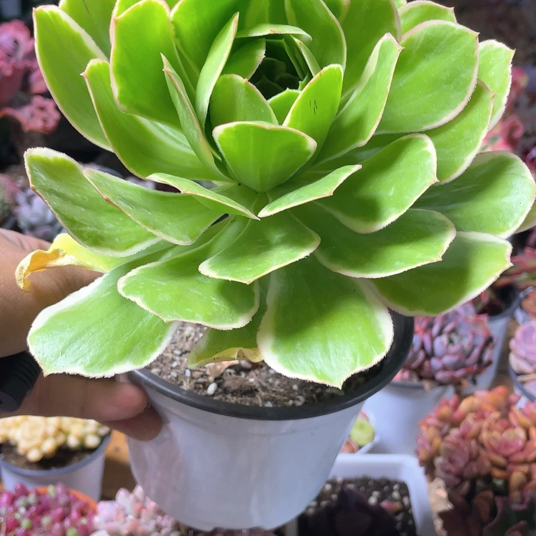 大叶绿玫瑰法师锦带盆发货