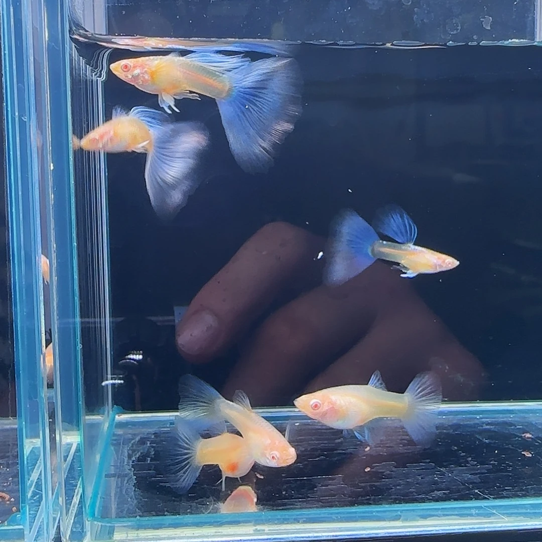 孔雀鱼紫白飞船压成3对