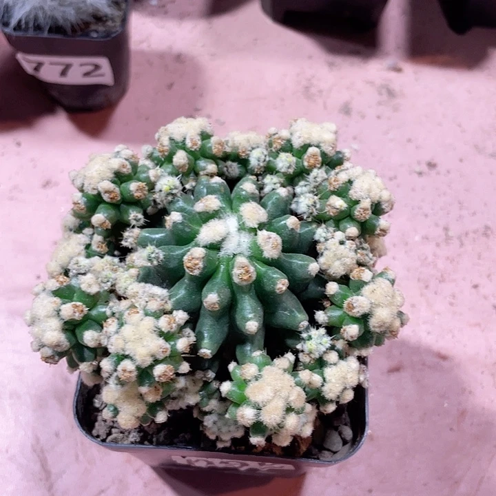 095实生短豪刺金虎泉