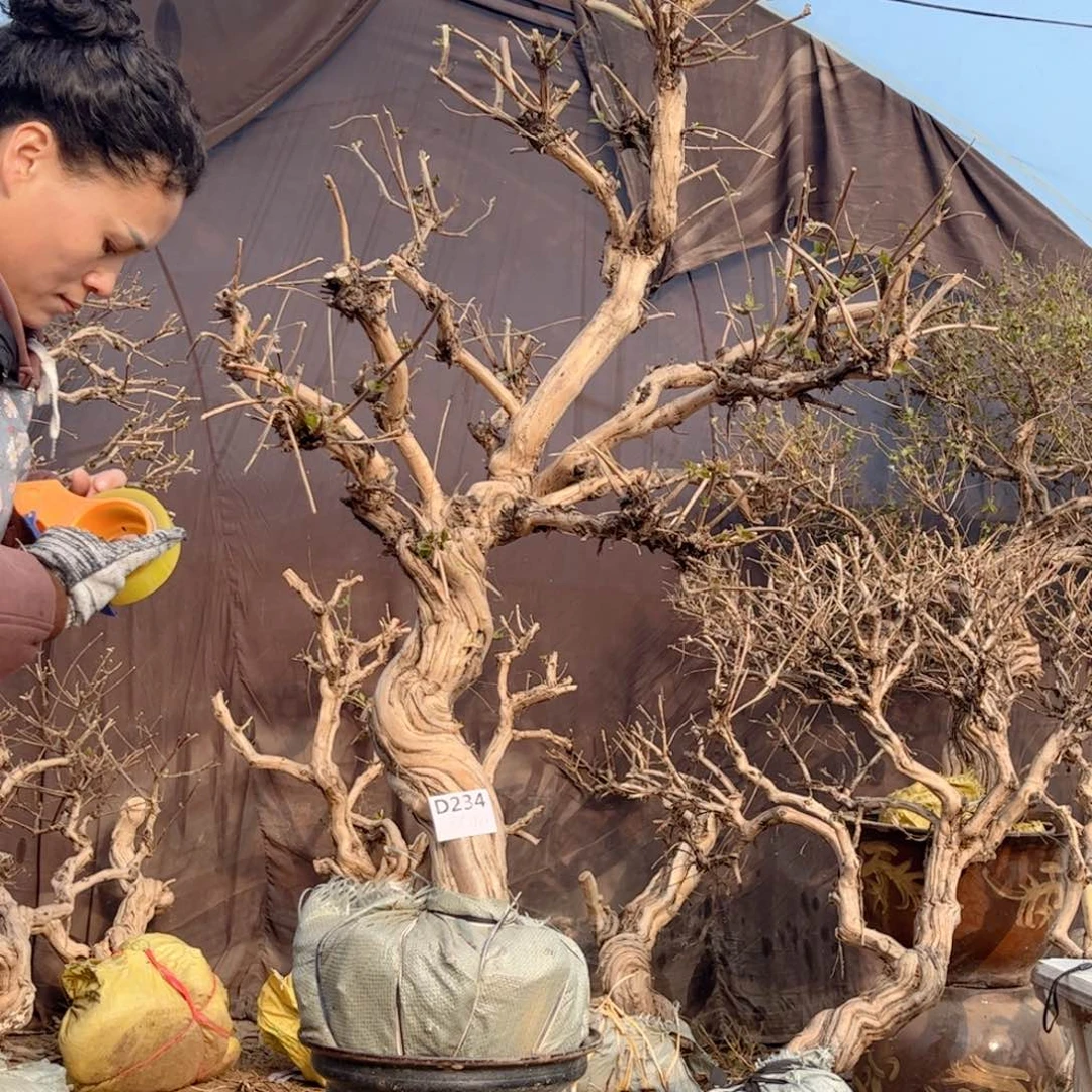 用***7全部花朵金银花88888