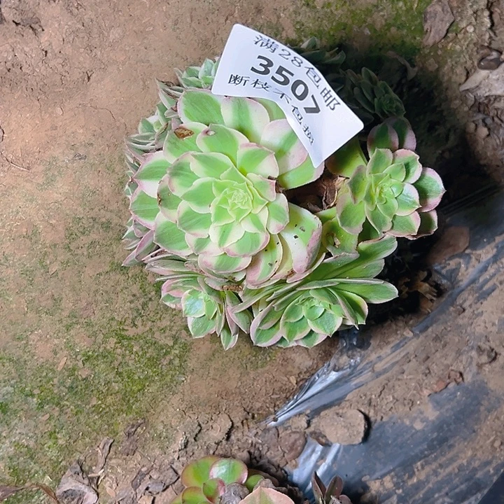 3507海王多肉植物