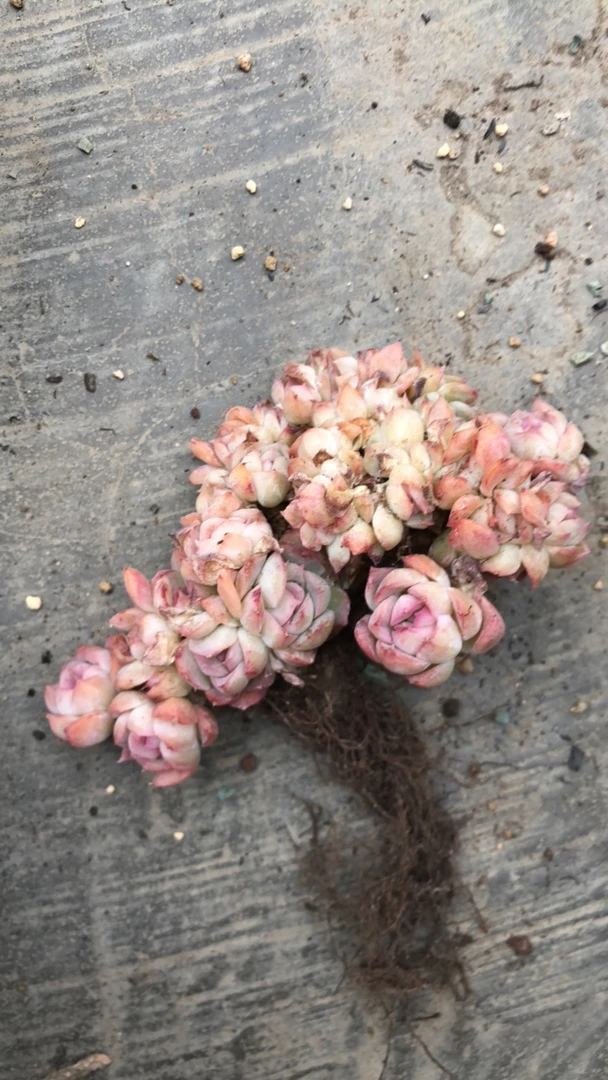 小乖乖的无名多肉