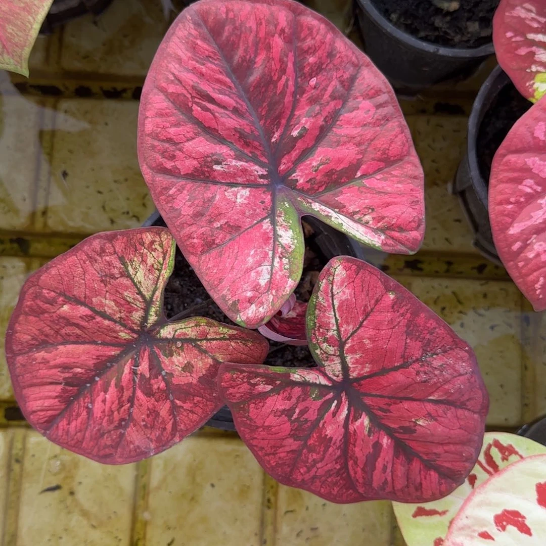 19-1030广东发货彩叶芋