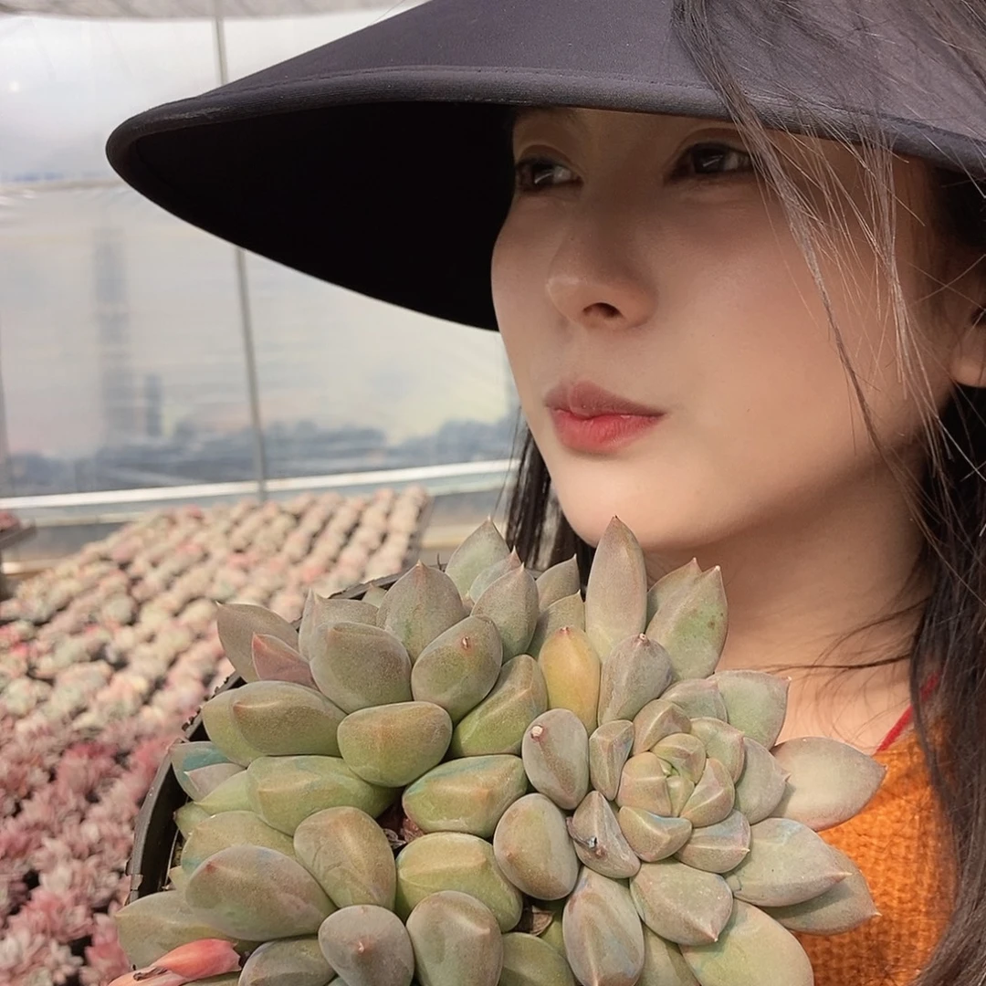 红象牙3头随机发货