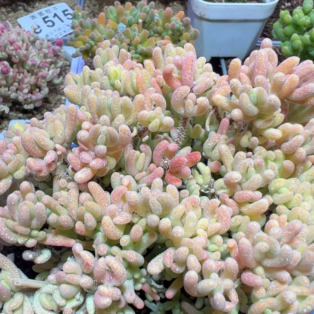 【闪购商品】拥****2e356e304补差e518橙叶锦福福价