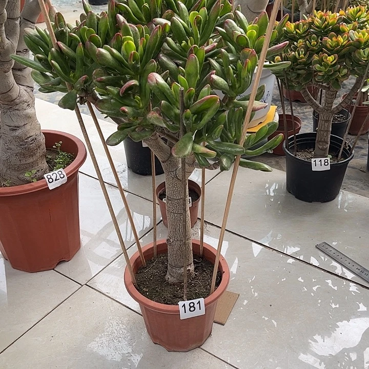 铲叶花月独杆老桩