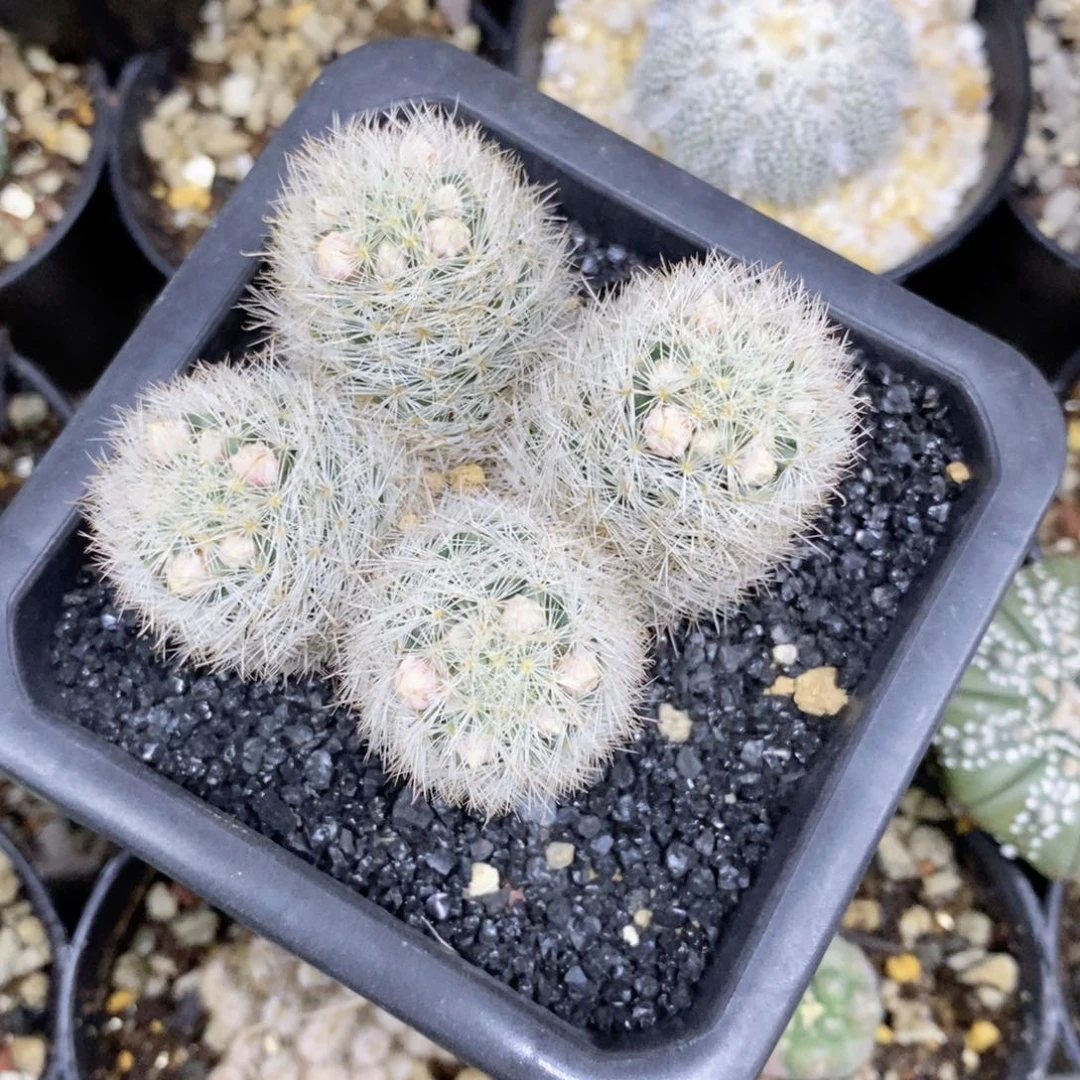 嗯*嗯仙人球的世界里有