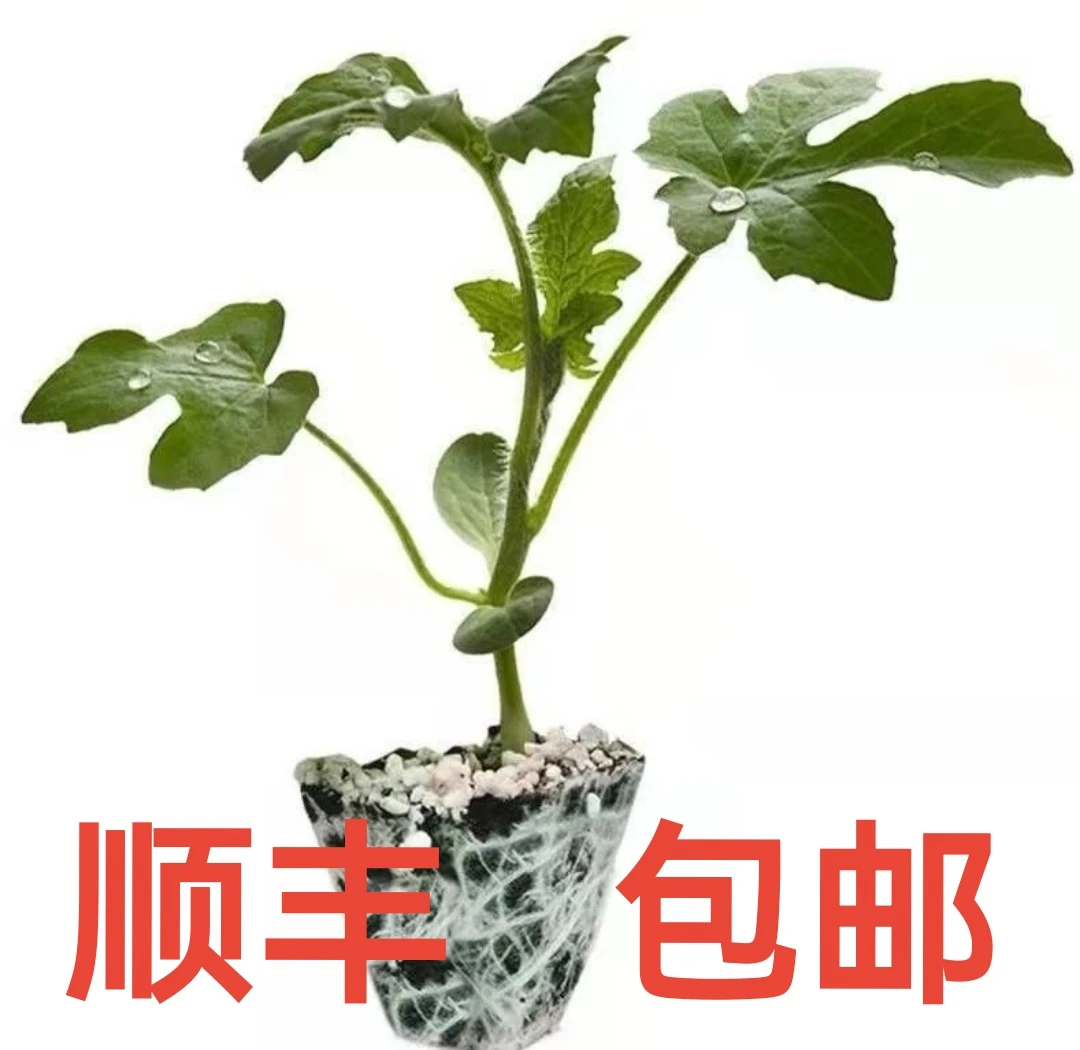 《顺丰包邮》--超甜蜂蜜小西瓜四季8424麒麟瓜冰糖瓜懒汉西瓜种红心