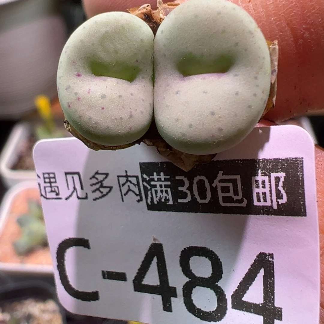 多肉植物11111111111111