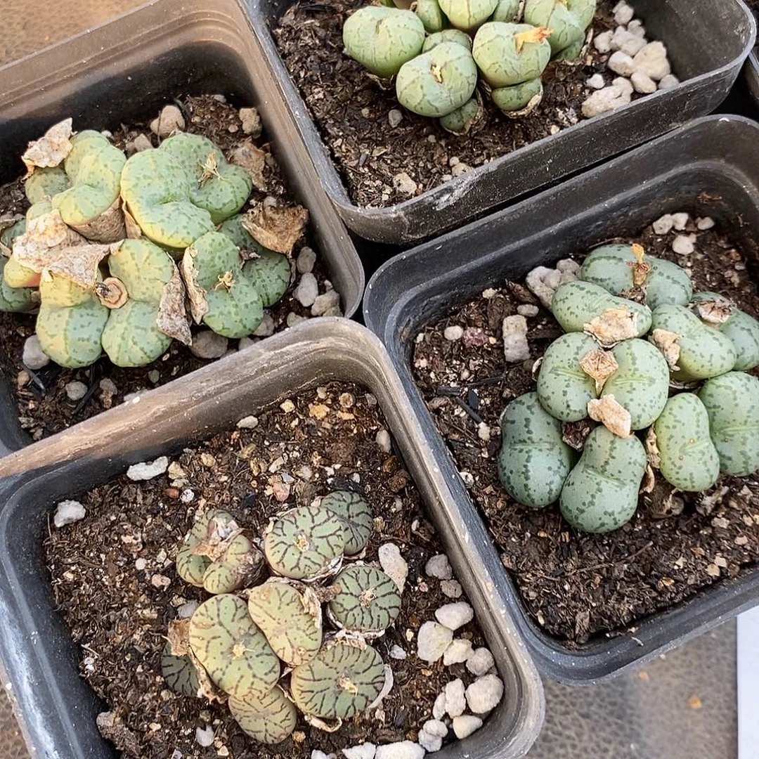 156肉锥群一群。