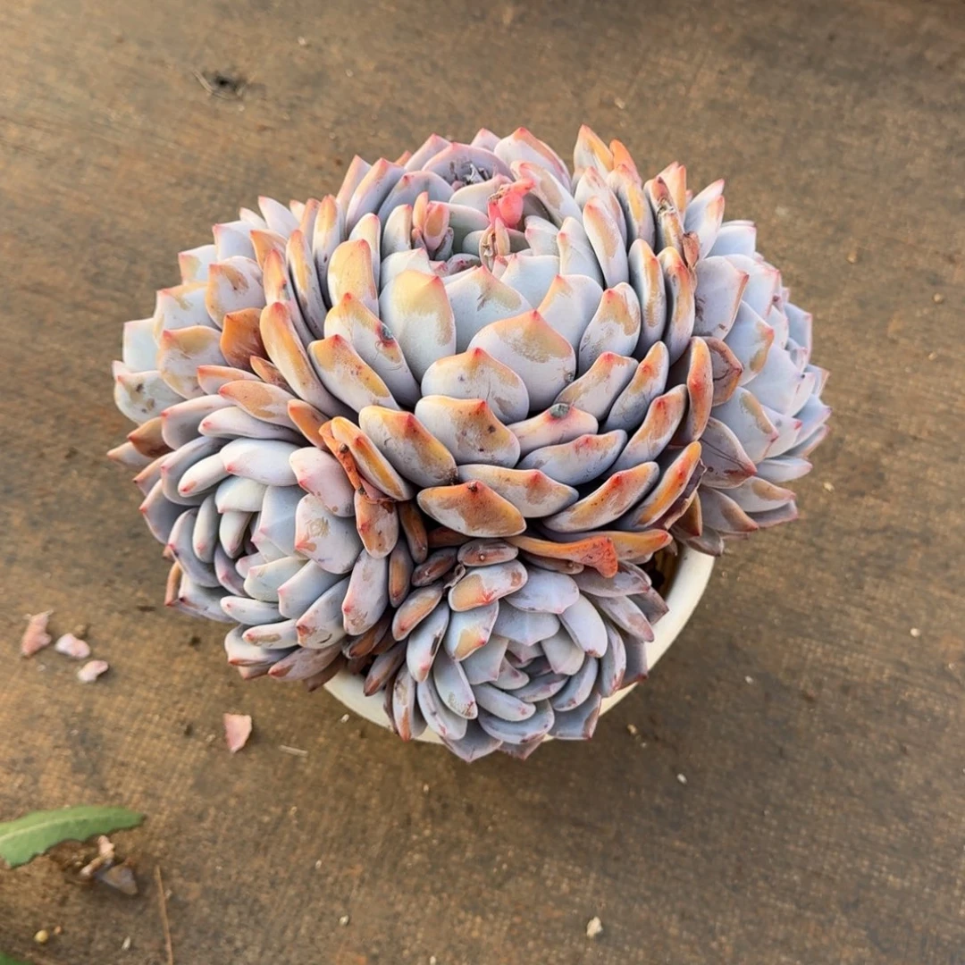 忆***香5头包子橙梦路2号棚