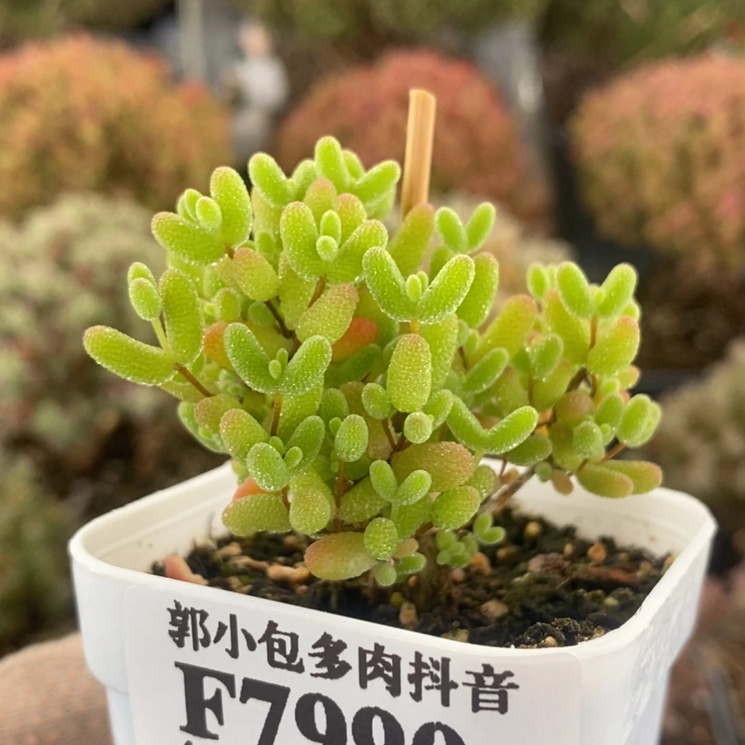 蜜橘糖球7990枝干番杏