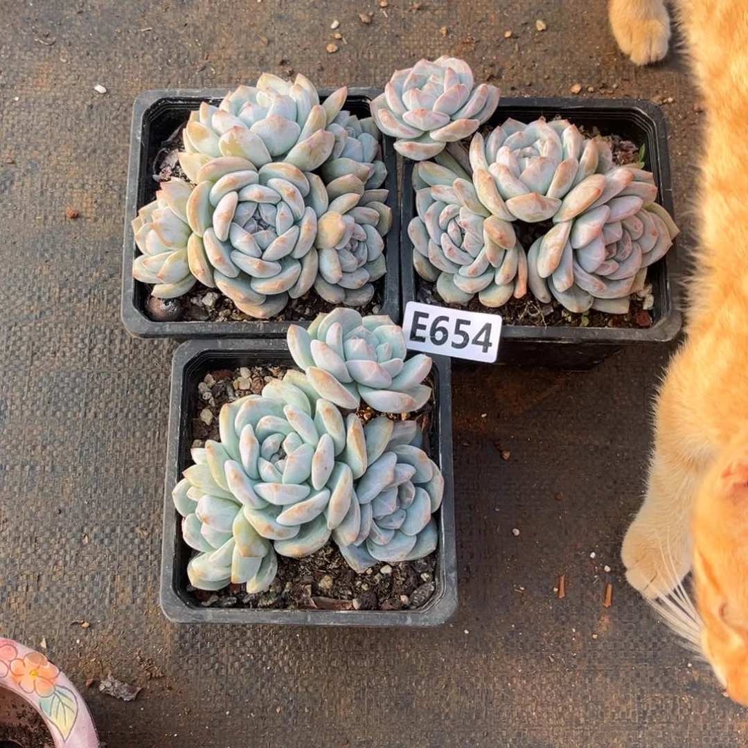 依*654号新疆西藏内蒙古包邮