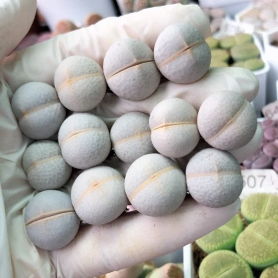 7004，开播福利13棵高尔夫1.6-1.7厘米