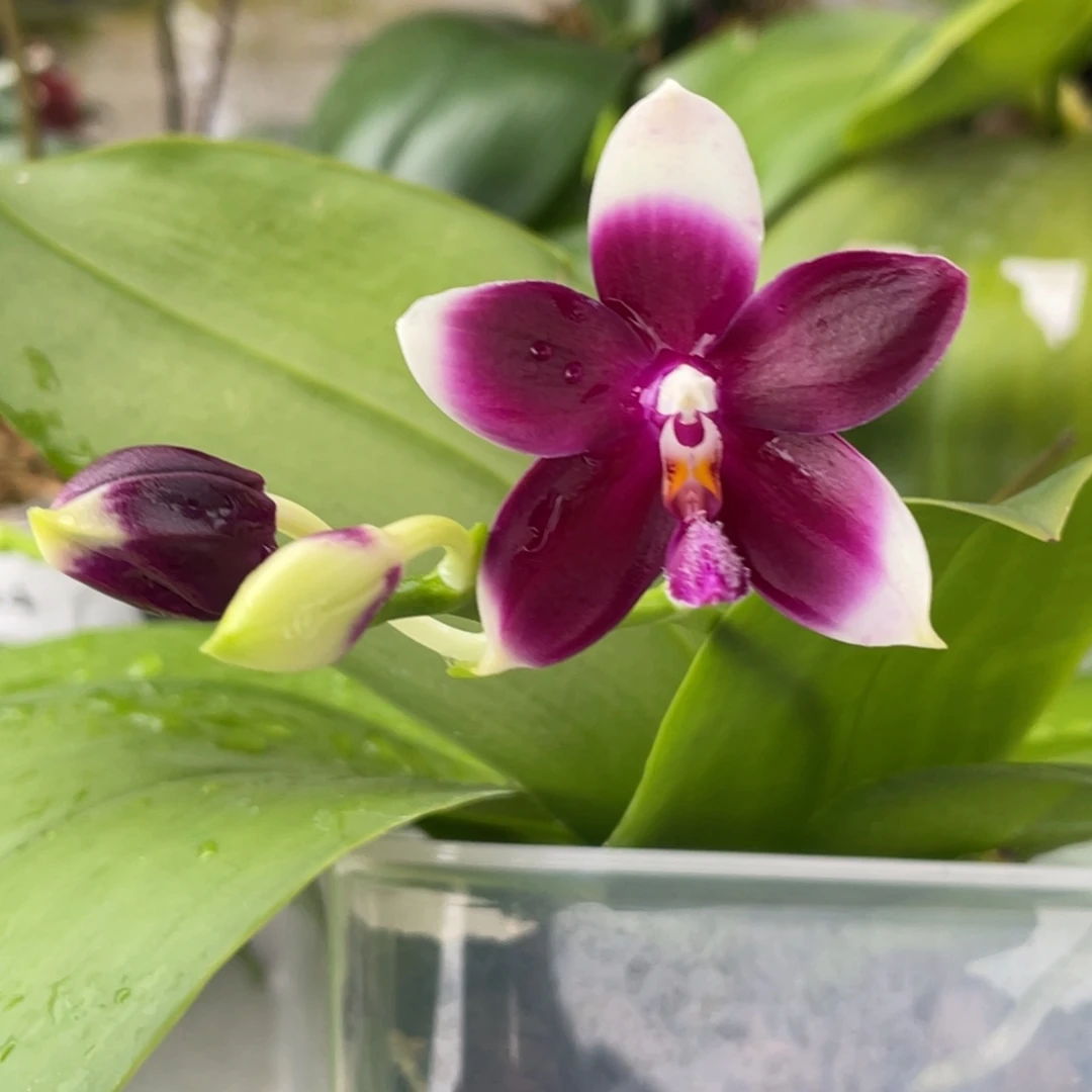 完全开放YC41，咖啡盾交蓝喜鹊