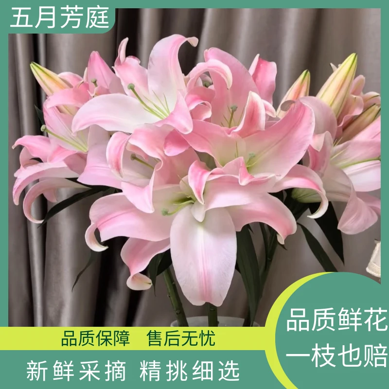 超大3头【星光】浓香型单瓣百合--高级小众花材