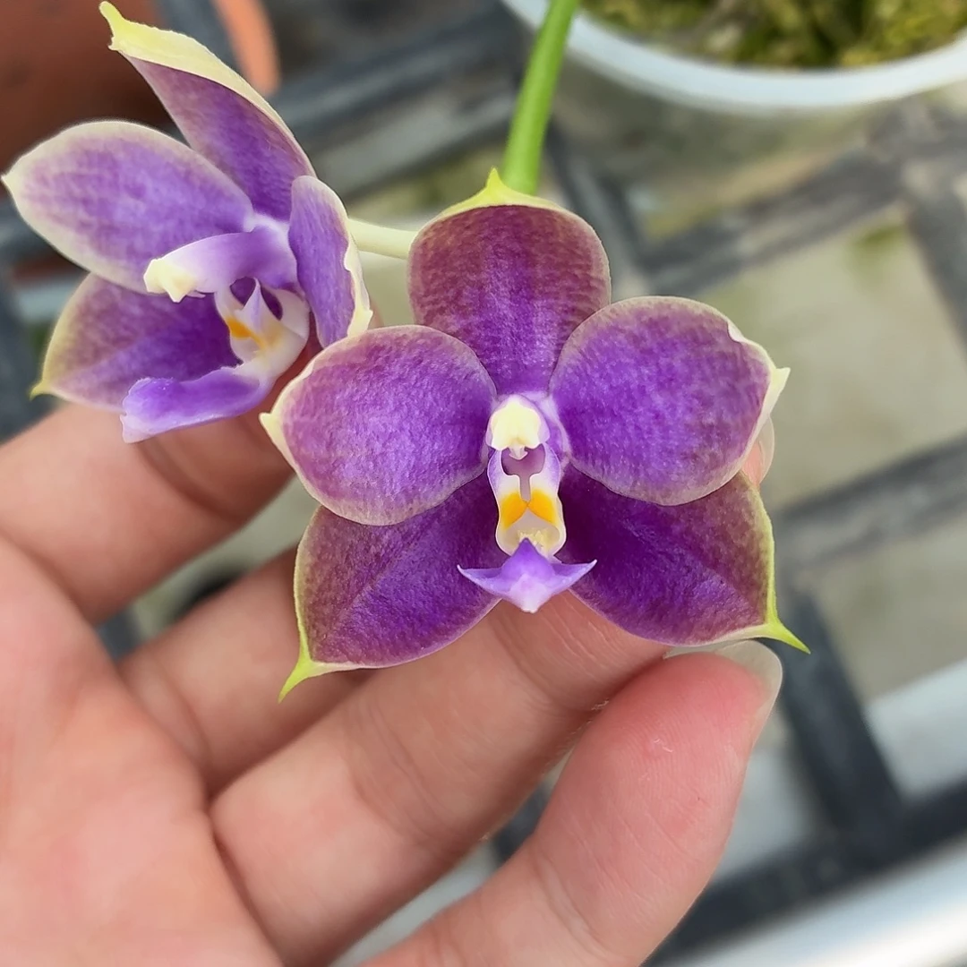 当前无花朵，栽培后可花朵A1806yss1230