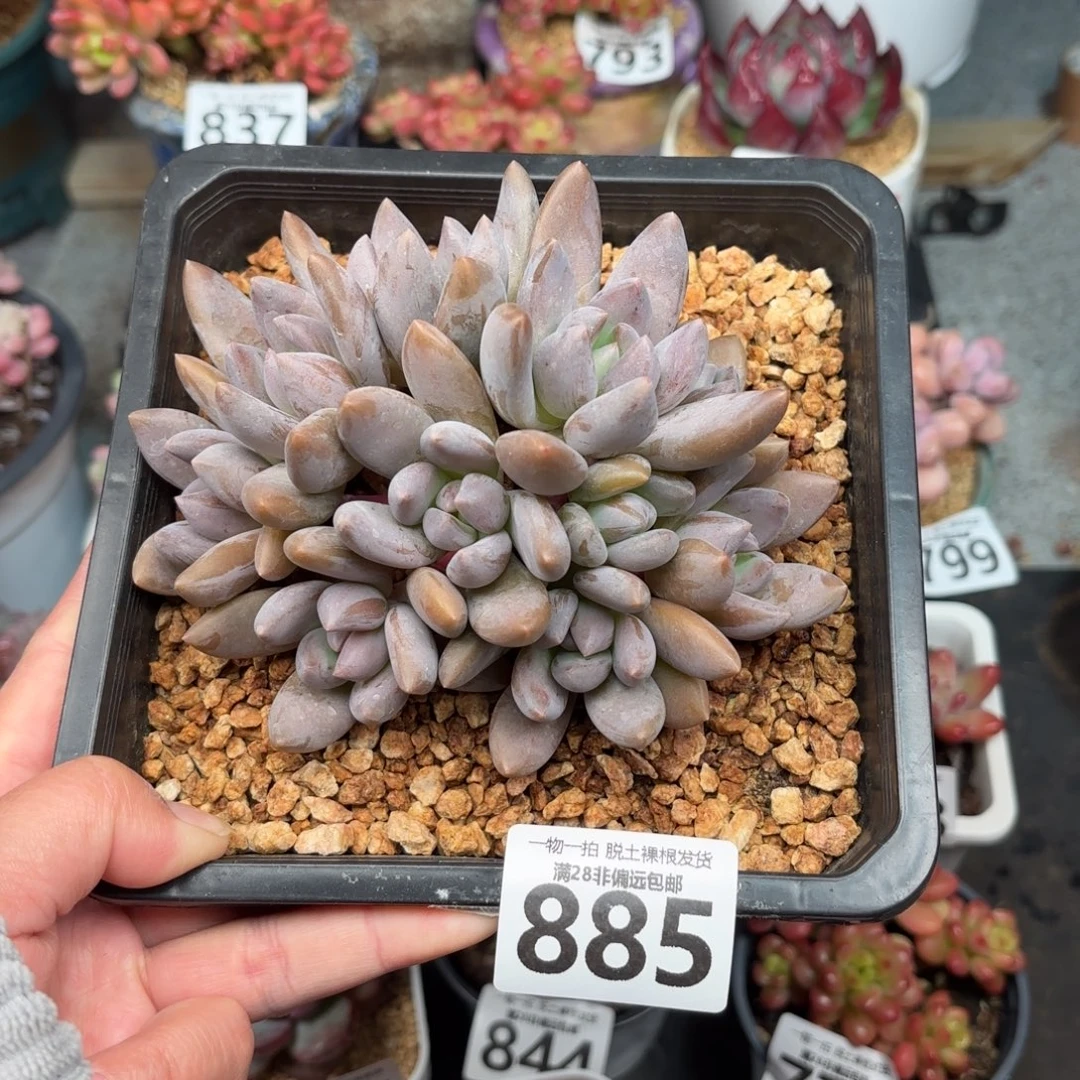 黑加仑无盆土发货