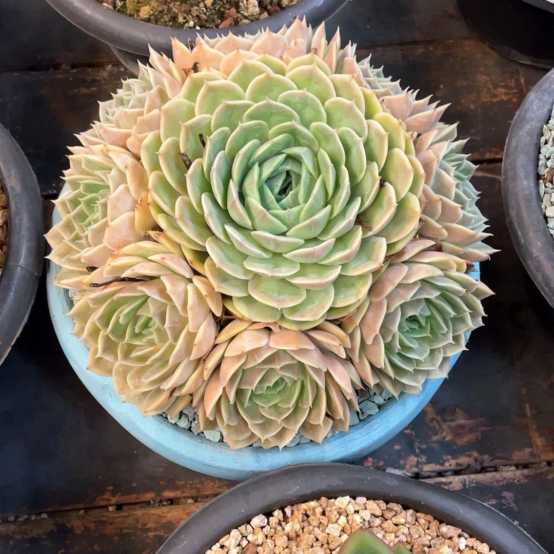 婞***後多肉植物一物一拍