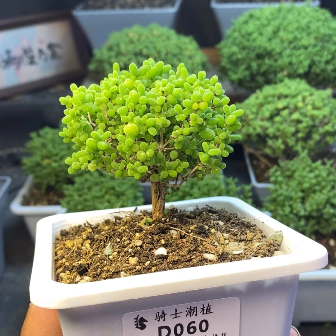 060蜜橘糖球枝干多肉