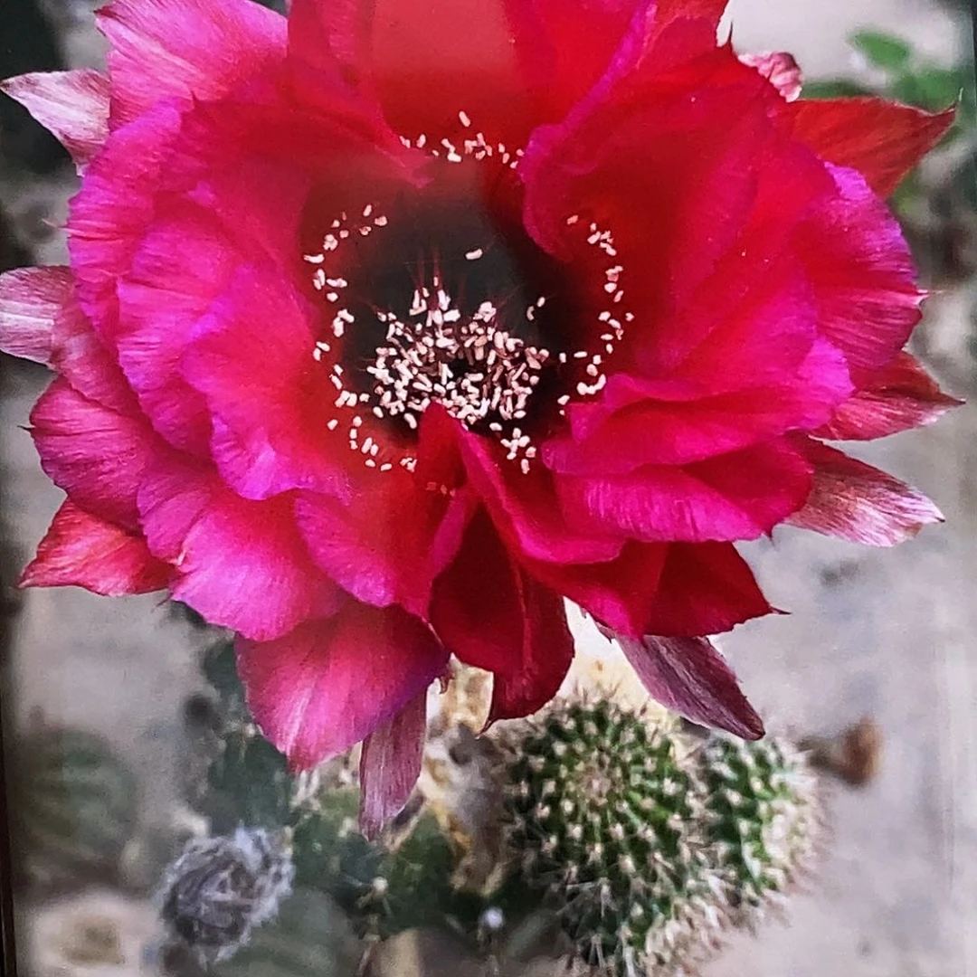 彩 G8侧芽歪20包邮/5公分徒