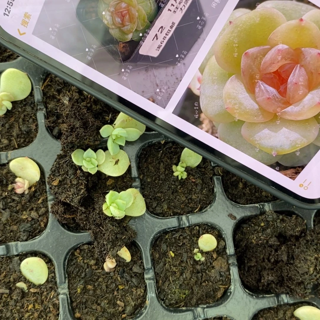 穴盘若画807芽苗一个多肉