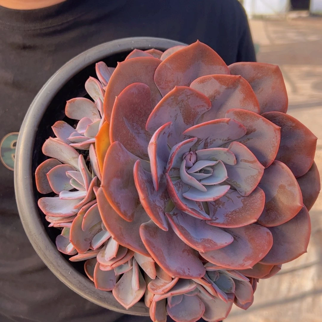 尘埃玫瑰大单头带仔六头起发