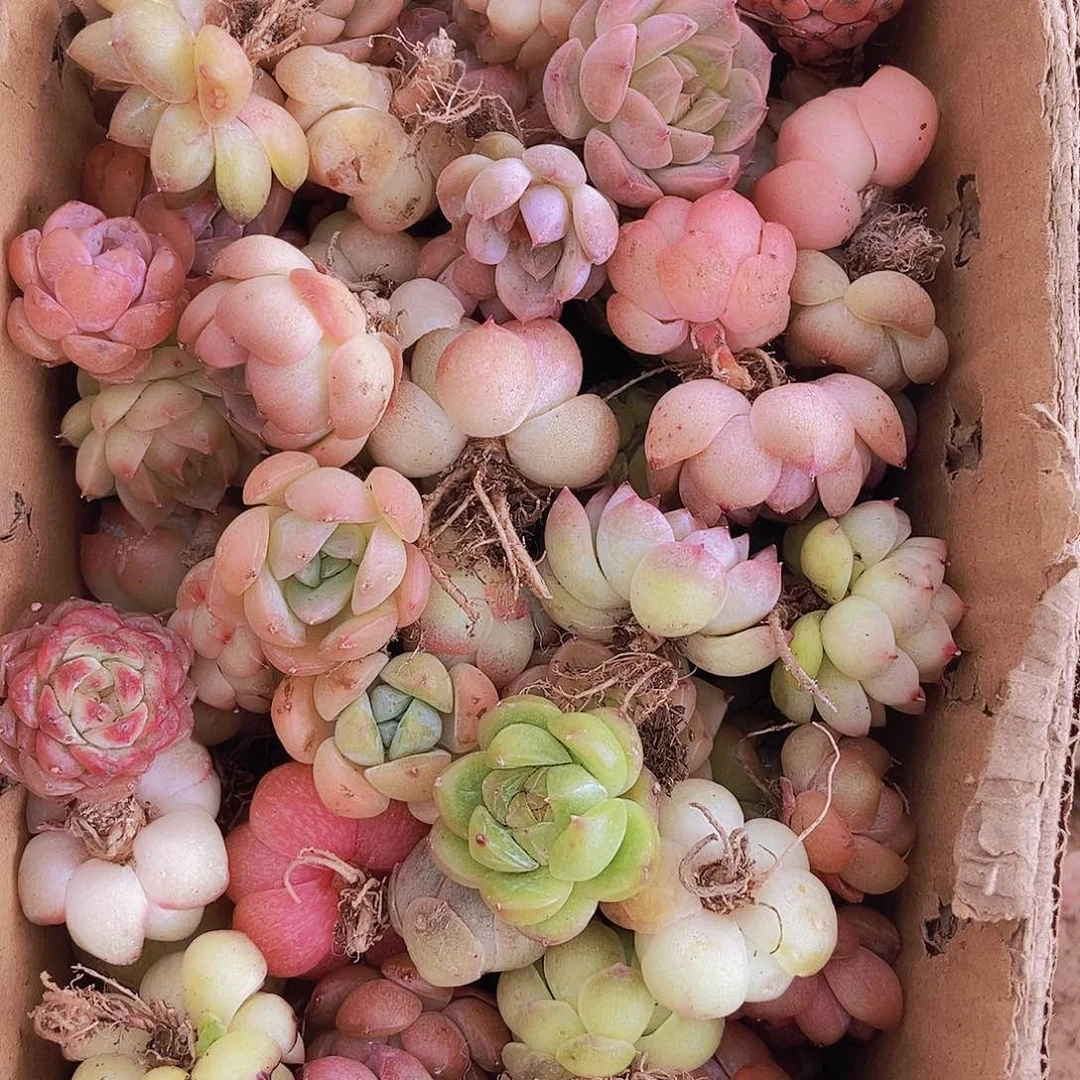 00000000000002量拍保底50颗