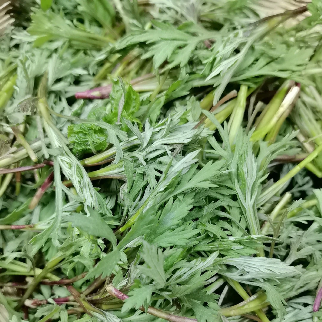 野生柳蒿芽新鲜现挖东北山野菜可蘸酱可炝拌可包馅‘’空运‘’