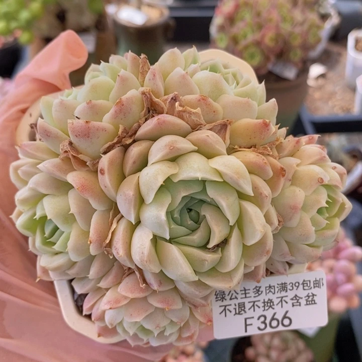 白月影10cm366多肉
