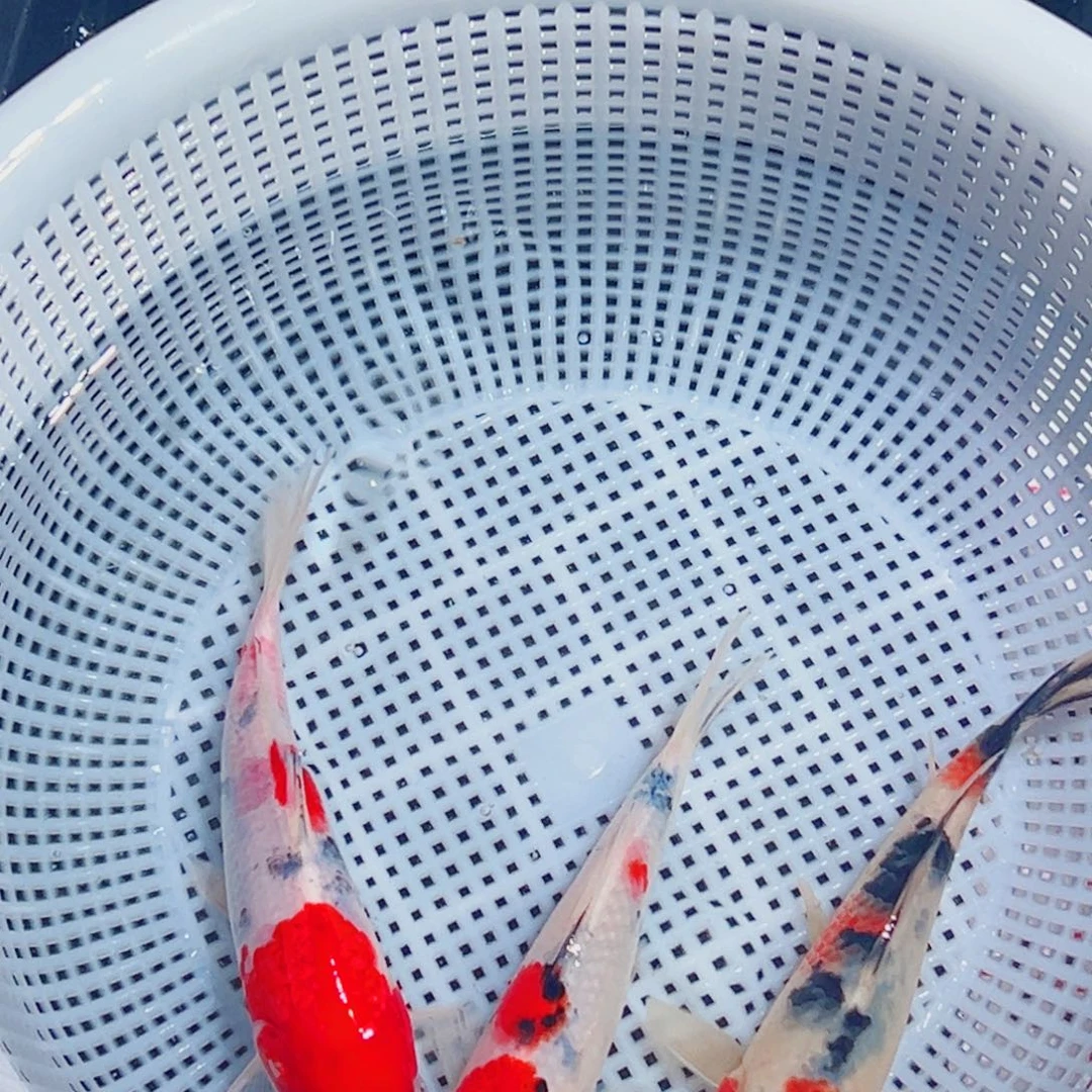 锦鲤锦鲤观赏鱼1111