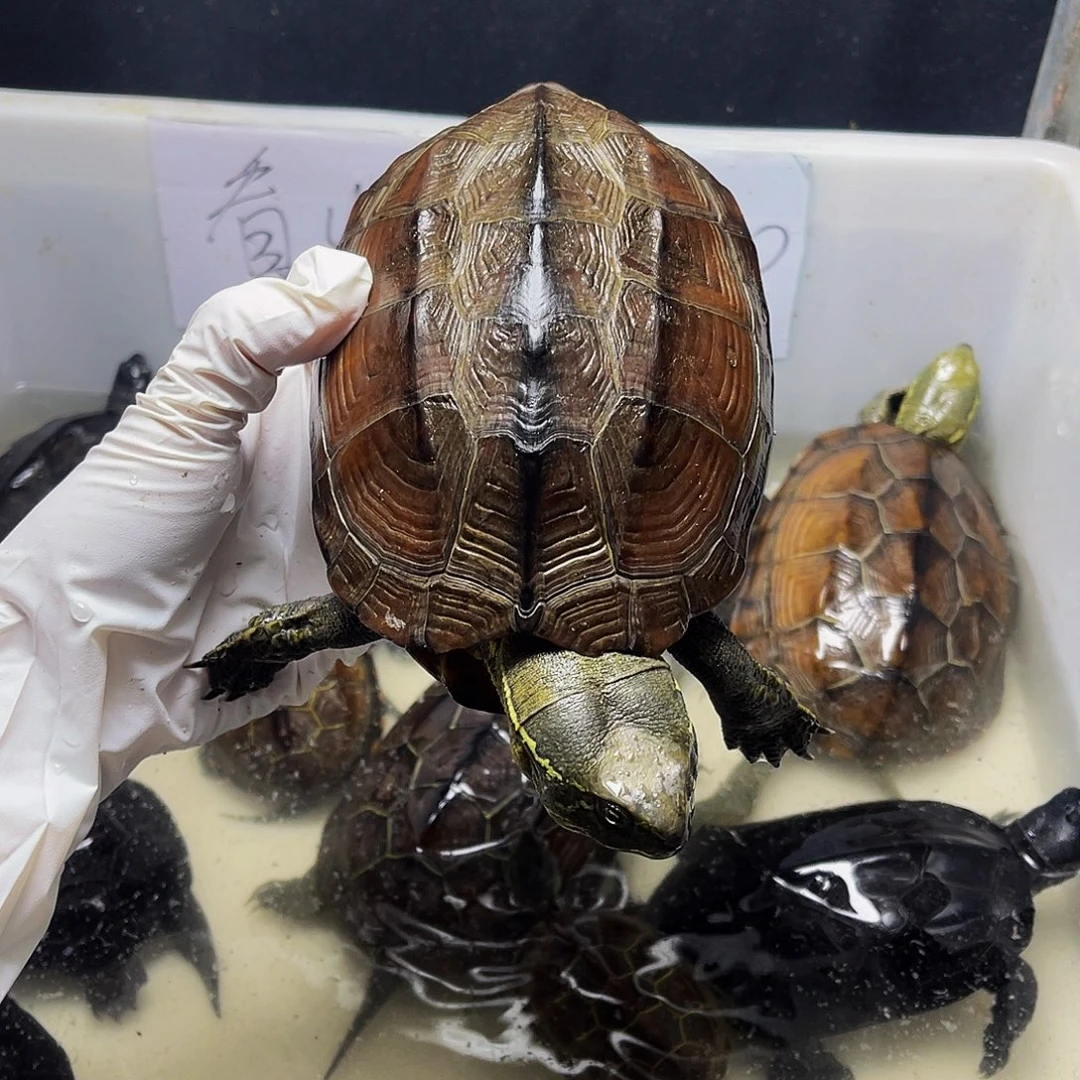 *****中华草龟母23345989