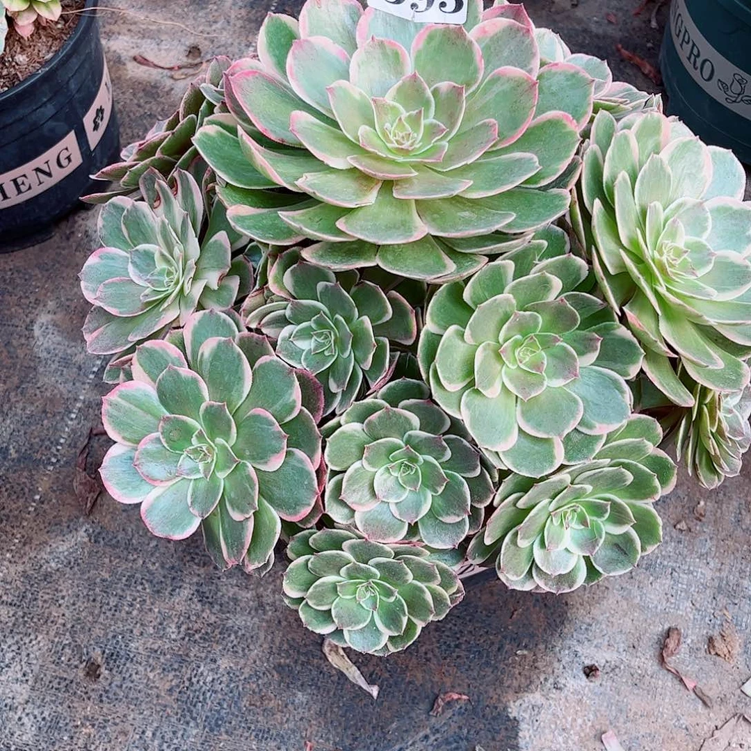 无花朵小*子多肉植物花妖寄养393