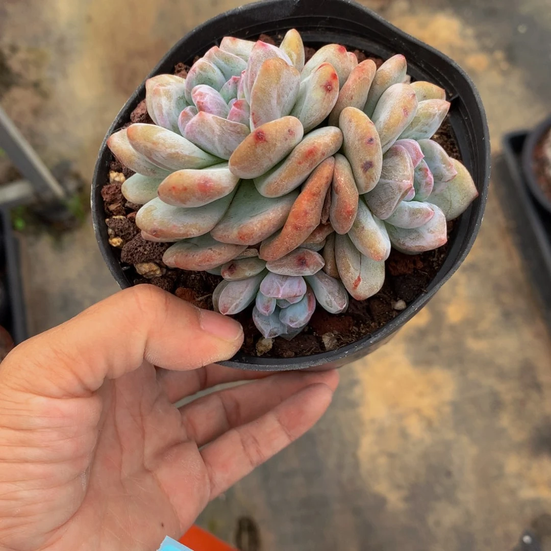 7821缀嗯嗯嗯嗯嗯好喜欢
