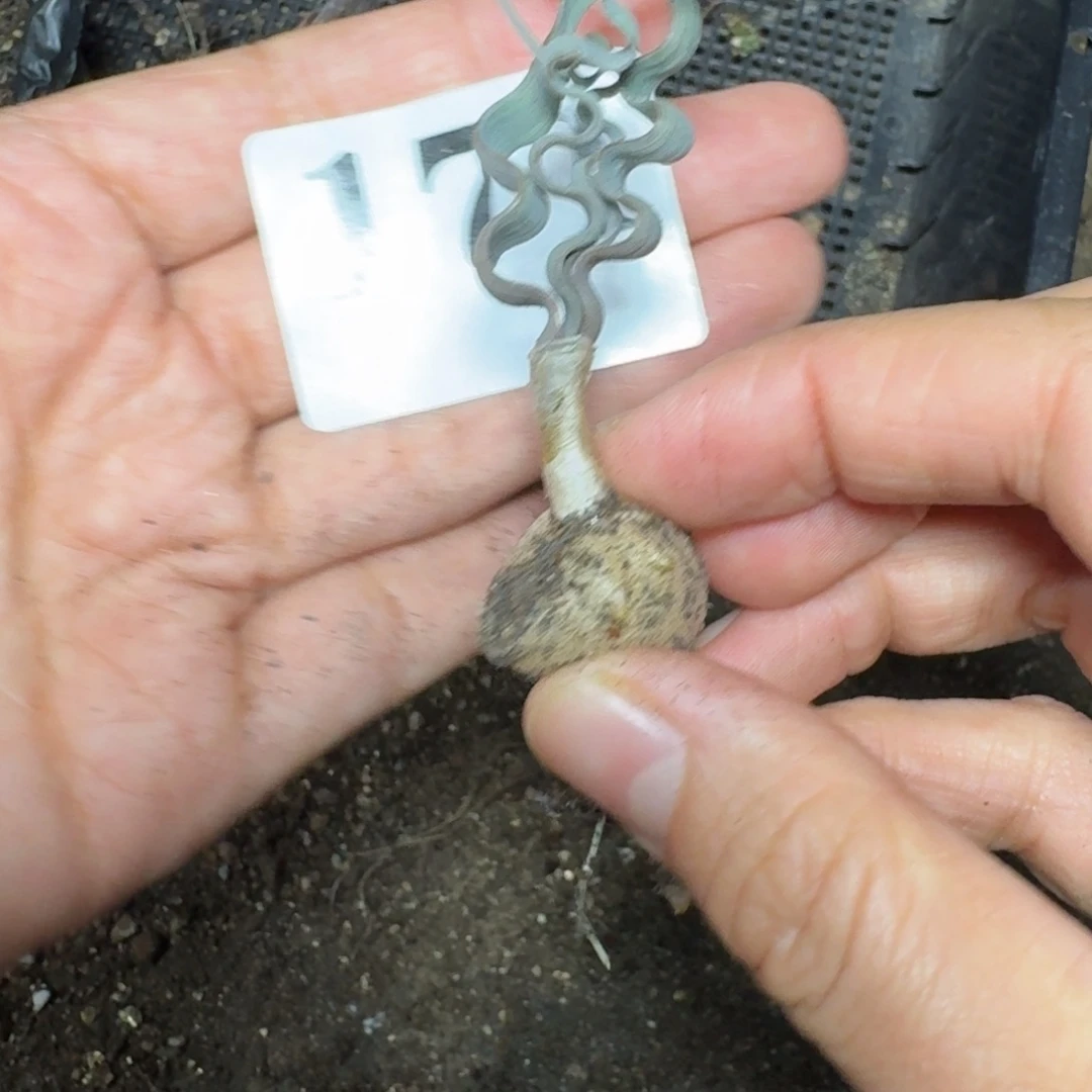 海带弹簧草一物一拍多肉