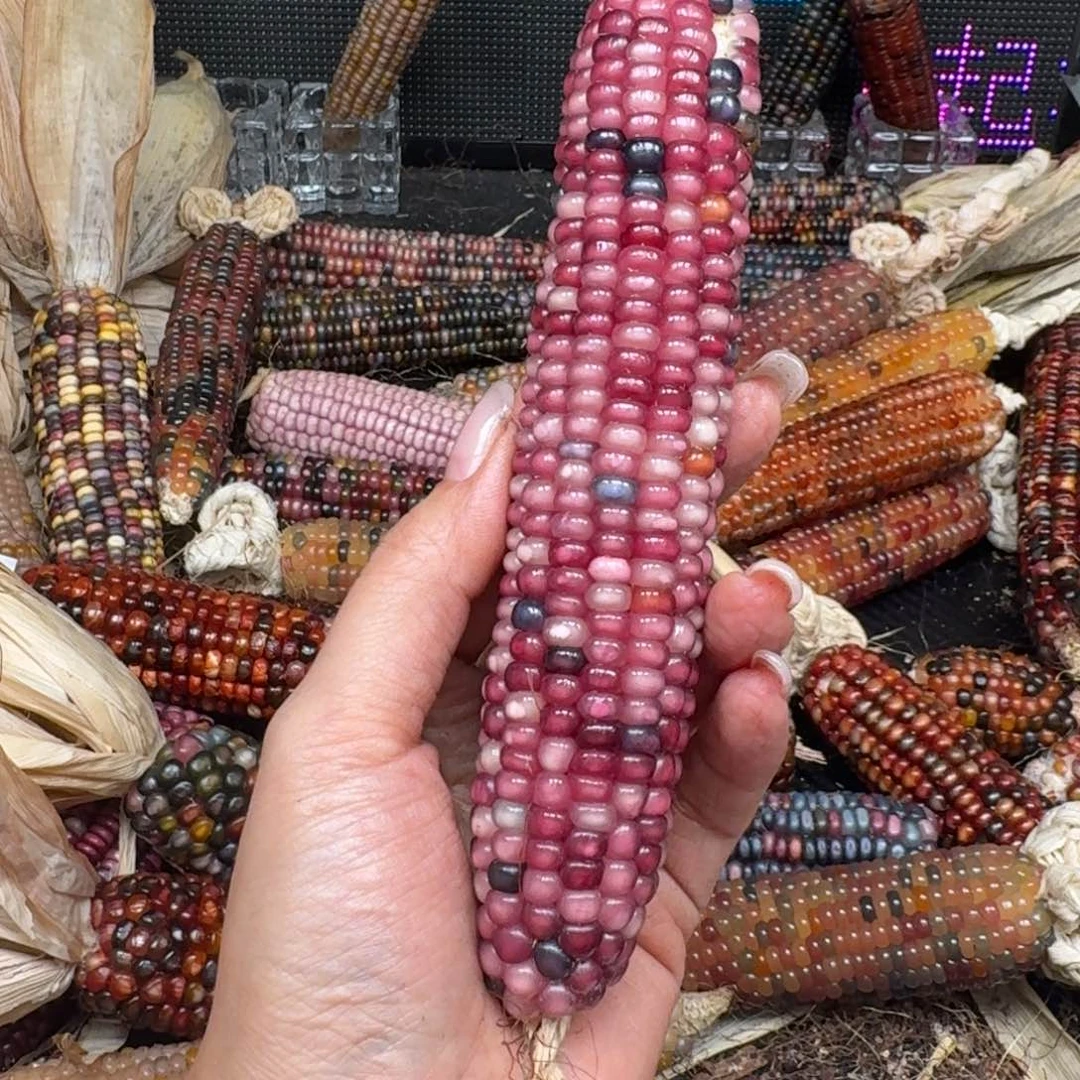 柏香籽/百香籽吊坠九****