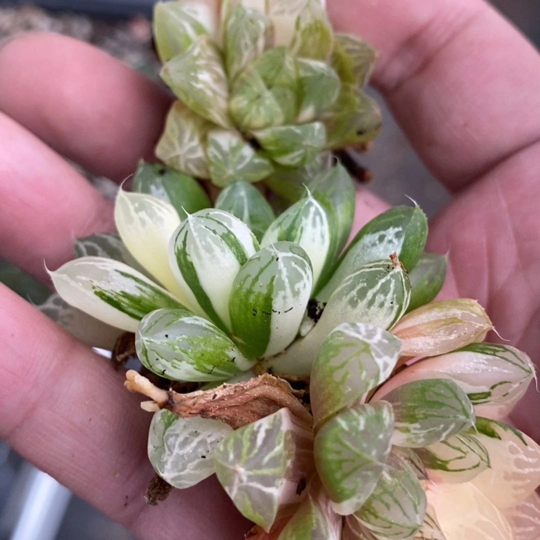 m***e560 三颗一起 新粉福利。