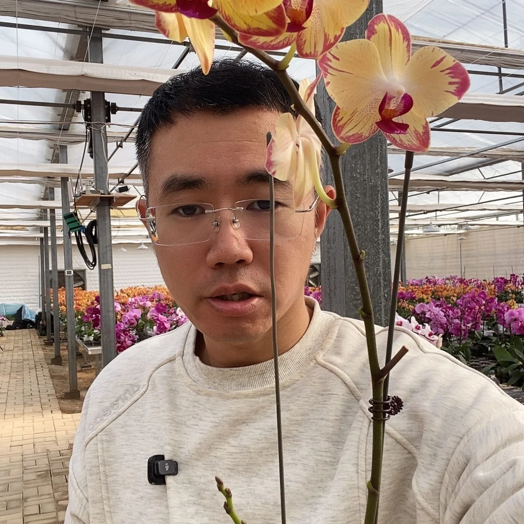 完全开放阿爸加油闪边3.5寸小双剑