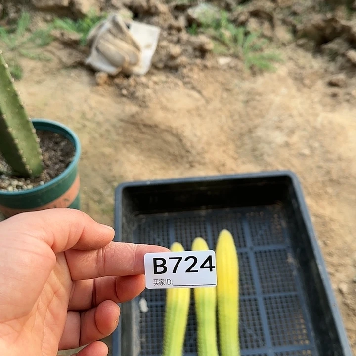 @***乐彩舞柱锦枝条五根724