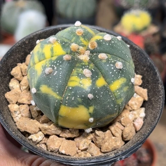 完全开放实生星兜锦