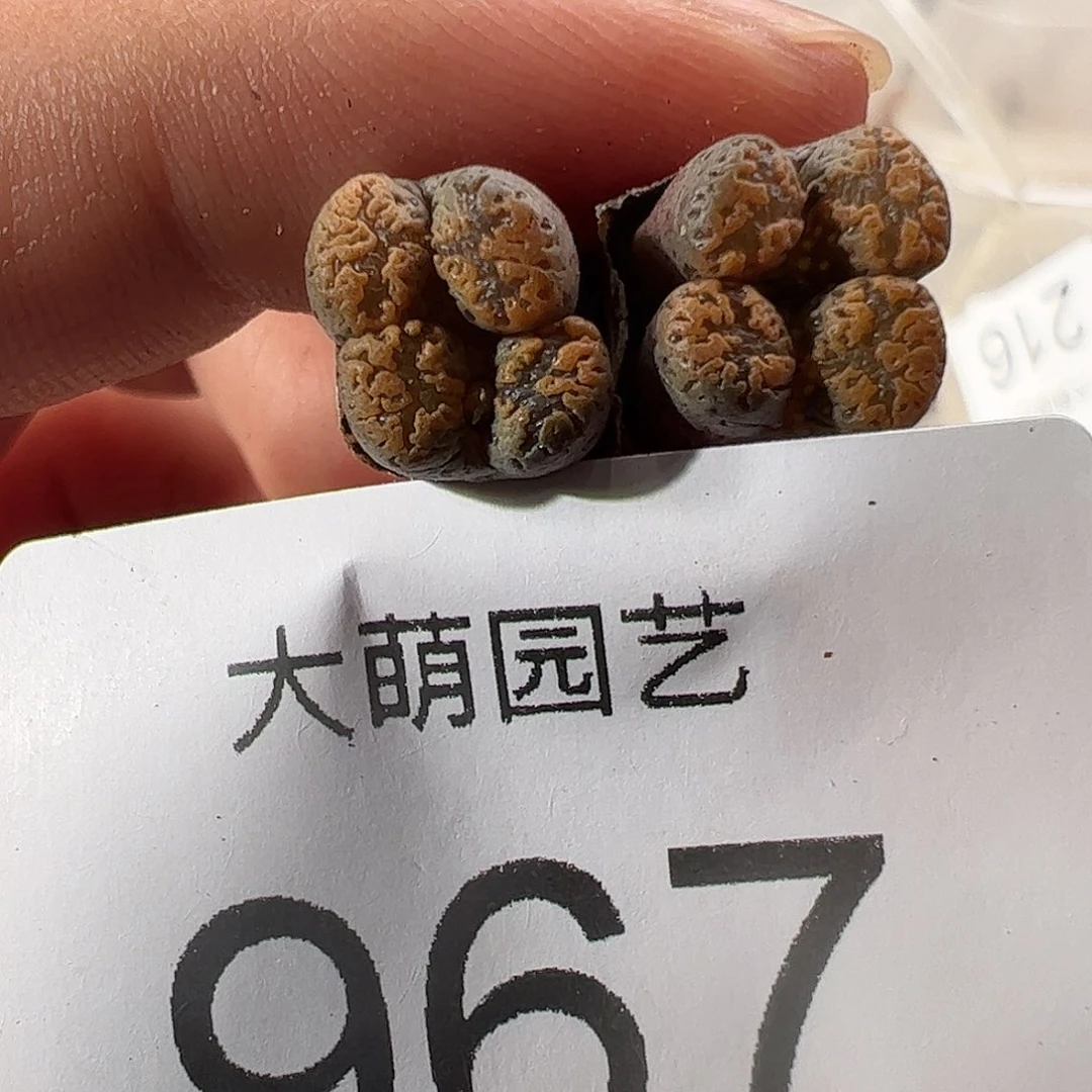 一物一拍清盒福利有疤。 967