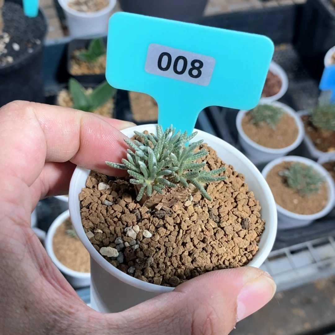 任锦多肉植物一个