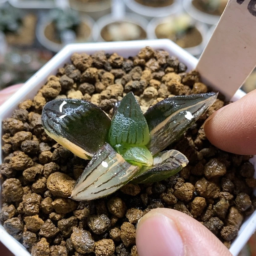 【闪购商品】160红纹