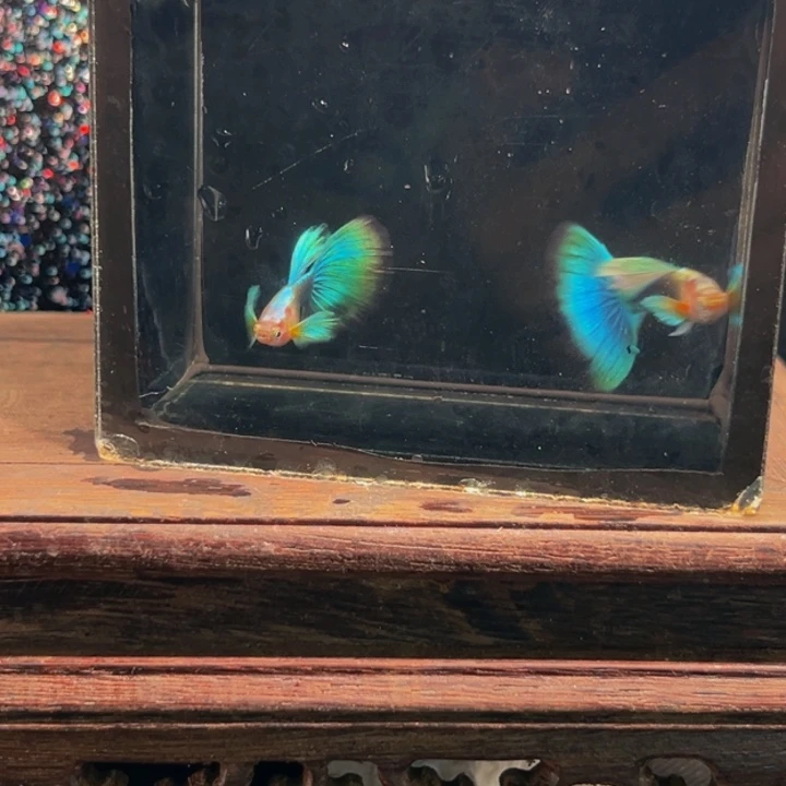 孔雀鱼黄化蓝礼服种鱼级别俩对