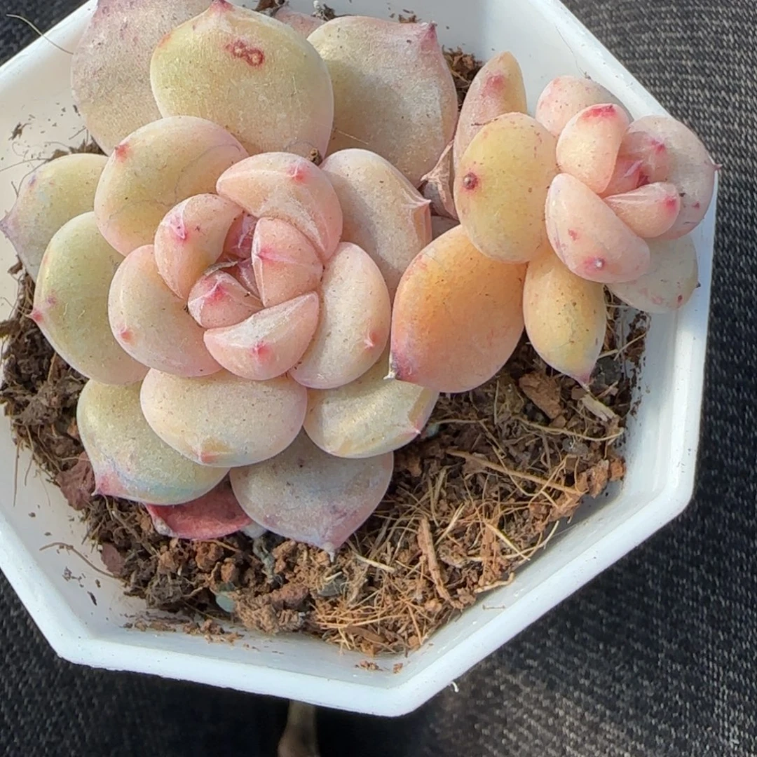 多肉小卡拉米糖心一物一拍