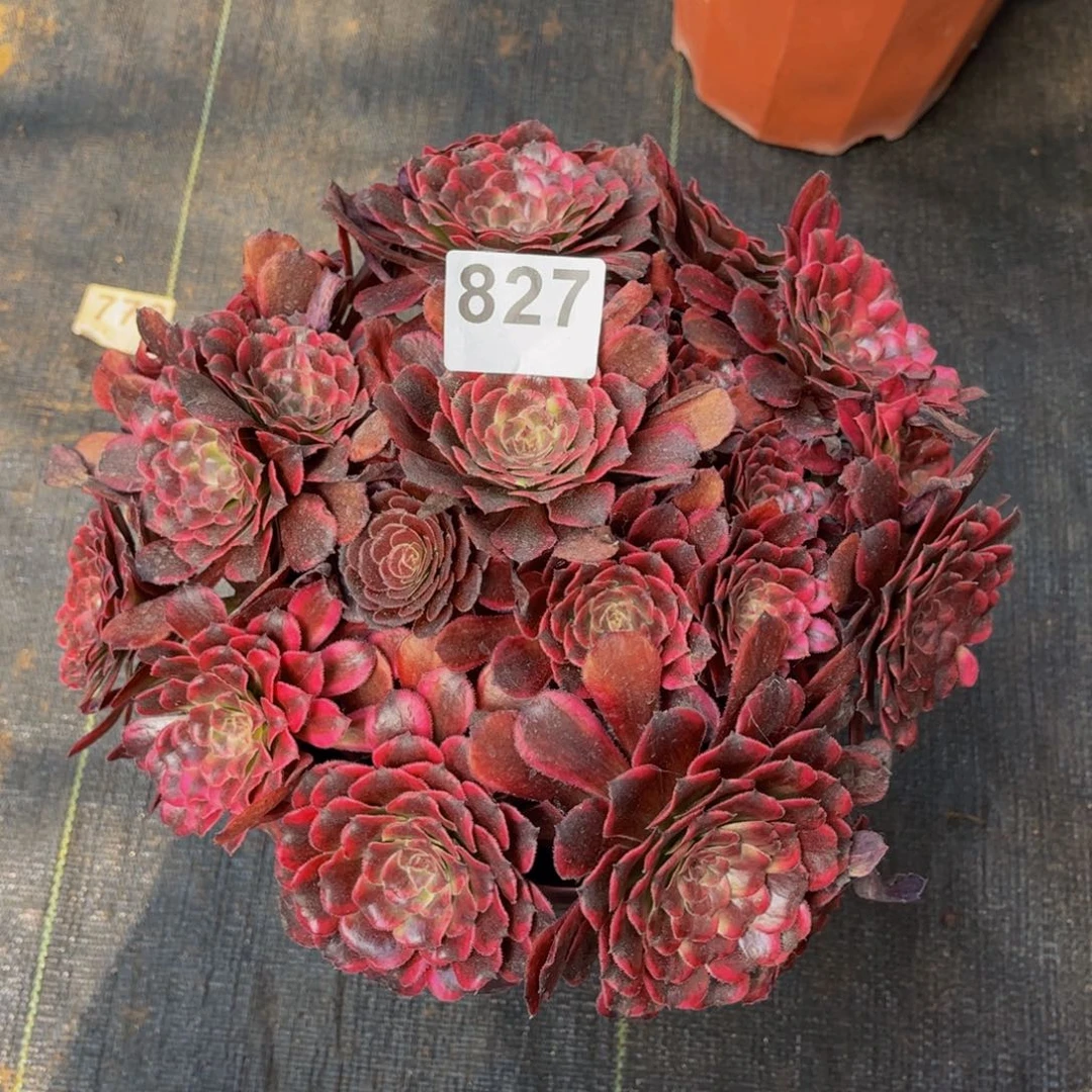 多肉植物油墨画827法师