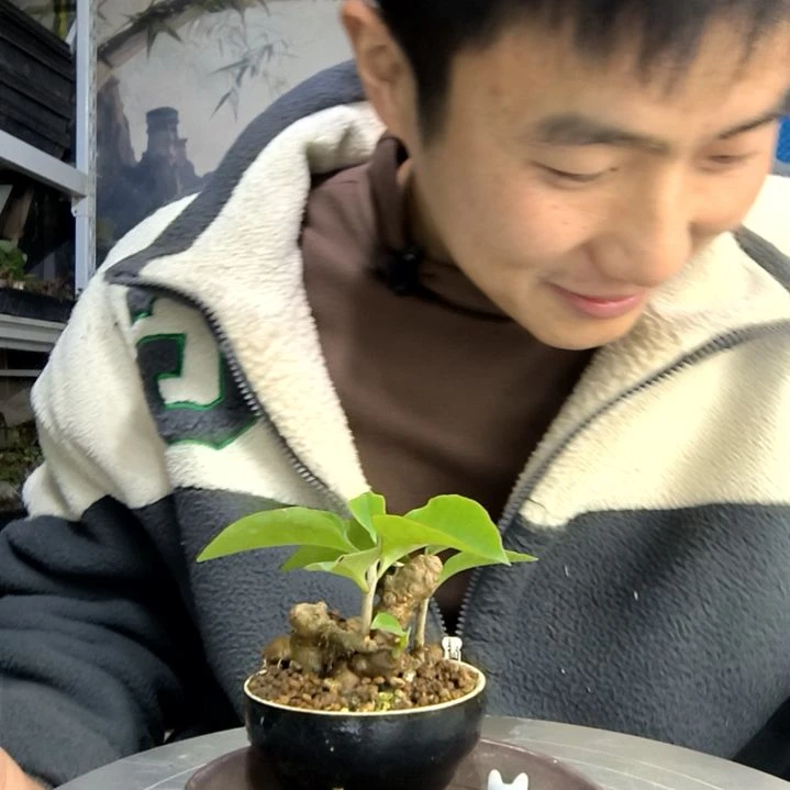 用****0中青园艺一物一拍258