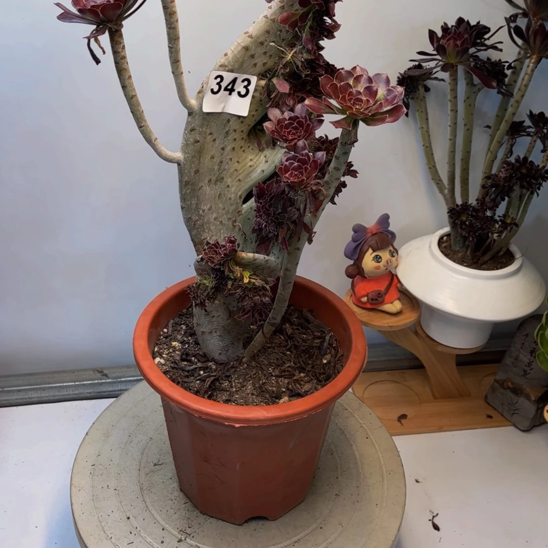 弓***德多肉植物黑法师缀343