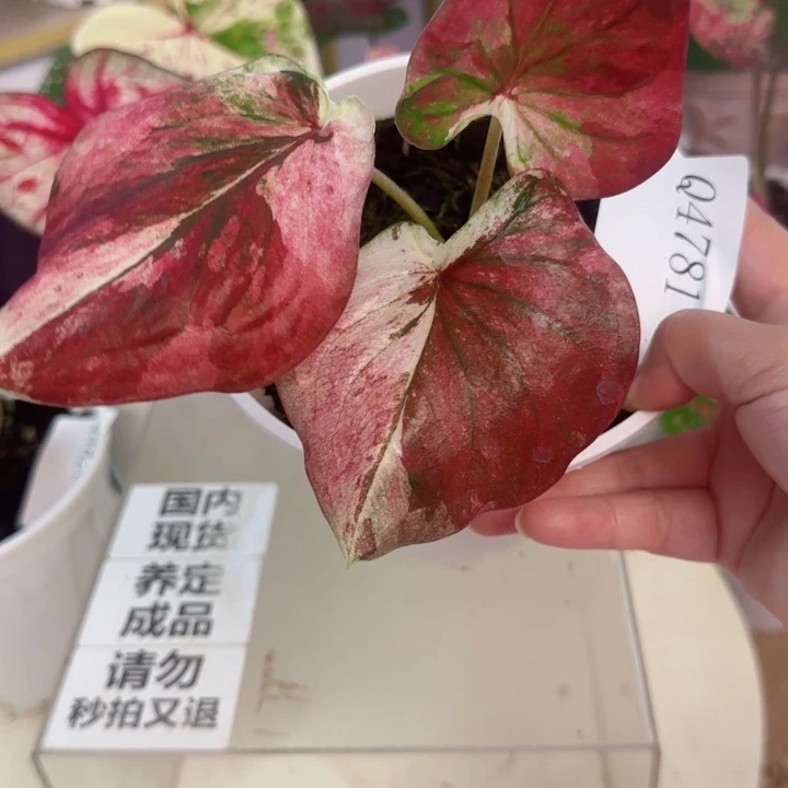 无花朵泰彩Q4781….
